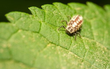 closeup of a bug on leaf