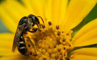 bee on yellow flower