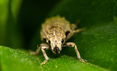 close up of a weevil bug on a leaf