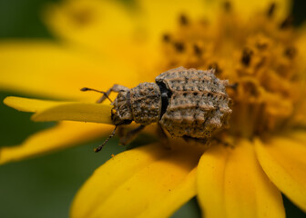 close up of a weevil bug on a yellow flower