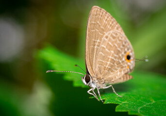 butterfly on leaf
