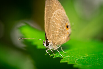 butterfly on leaf