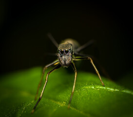 Macro of an ant on a leaf
