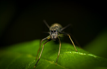 Macro of an ant on a leaf