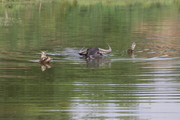 Asian water buffalo enjoy swimming in a mud swamp Thailand traditional agricultural animal background.