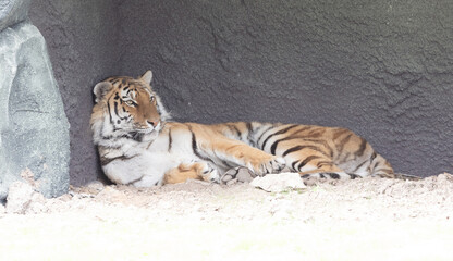 Amur tiger sleeping at enclosure