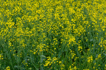 field of yellow rapeseed