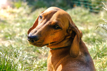 Portrait of a red dachshund on a green lawn on a warm sunny day.