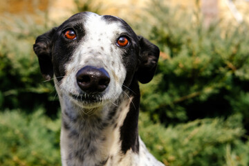Portrait of a Greyhound dog in the park on a sunny day.