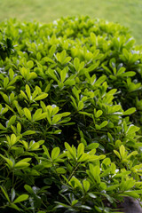 green leaves background