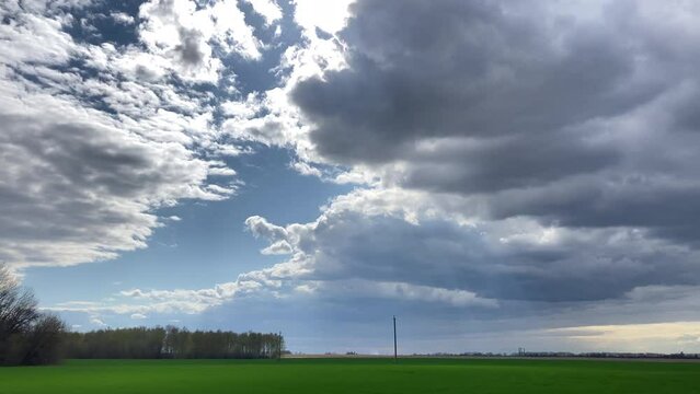  Green field of spring wheat and clouds floating in the blue sky. High quality 4k footage