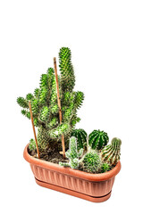 Mammillaria Wildii in a plant pot isolated on white background. Fast-growing cactus, indoor