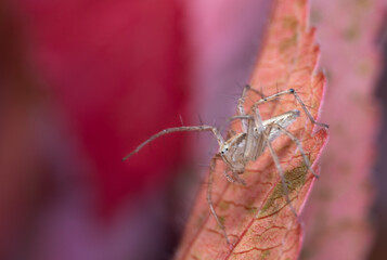 spider on a leaf