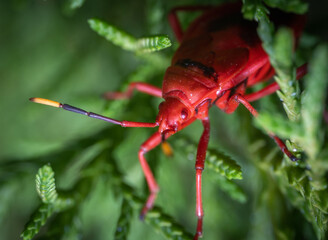 Closeup of a red bug on a green leaf