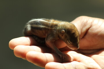 Playful Little Squirrel: Curious Rodent Exploring Its World