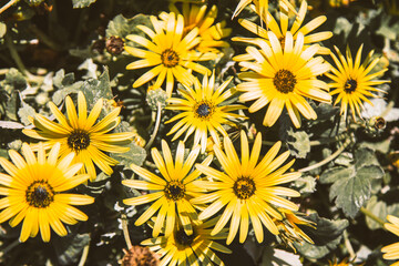 Fototapeta na wymiar field of yellow daisies in spring
