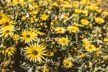 field of yellow daisies in spring