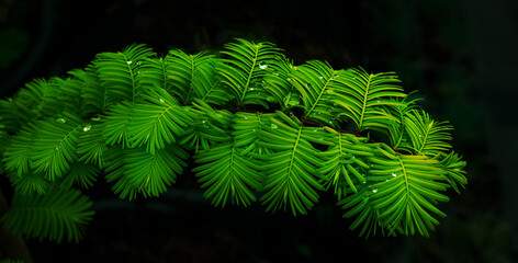 leaf texture natural tropical green leaf closeup water drops