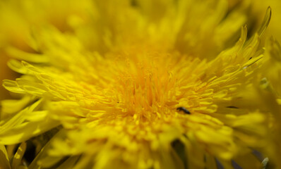 Flora of Gran Canaria -  Sonchus acaulis, sow thistle endemic to central Canary Islands natural macro floral background
