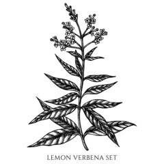 Tea herbs vintage vector illustrations collection. Black and white lemon verbena.