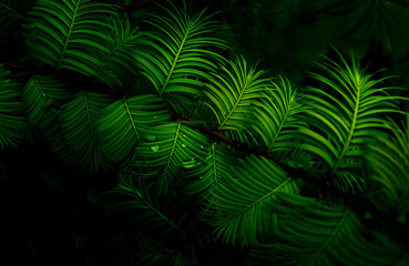 leaf texture natural tropical green leaf closeup water drops
