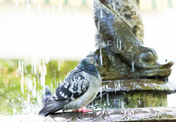 Bird dove, pigeon keeps cool, survive by taking a bath in fountain in the park at day time under hot, scorching, baking sun, abnormal, anomalous weather. Horizontal plane. - Powered by Adobe