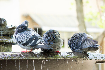 Birds doves, pigeons keep cool, survive by taking a bath in fountain in the park at day time under hot, scorching, baking sun, abnormal, anomalous weather. Horizontal plane. - Powered by Adobe