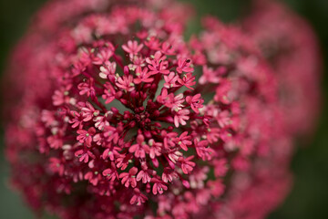 Flora of Gran Canaria -  Centranthus ruber, red valerian, invasive in Canaries natural macro floral...