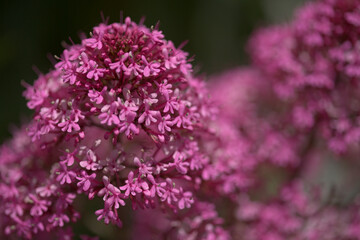 Flora of Gran Canaria -  Centranthus ruber, red valerian, invasive in Canaries natural macro floral background
