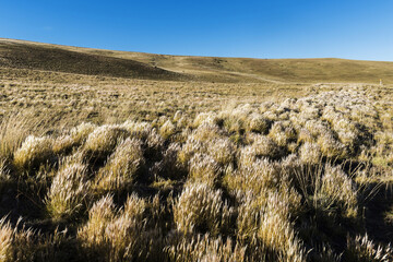 Grass in windy Patagonia plains