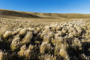 Tuinposter Grass in windy Patagonia plains © Fyle