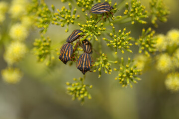 Fauna of Gran Canaria -  Graphosoma interruptum striped shield bug endemic to the Canary Islands,...