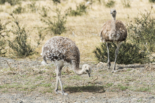 Greater rhea - nandu - birds in grassland pampa near Torres del Paine