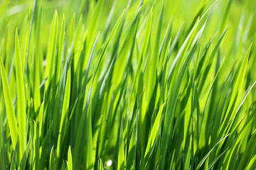 Fototapeta na wymiar Green grass in sunlight, blurred background. Fresh spring or summer nature, sunny meadow
