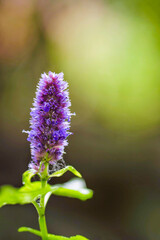 close up of a flower