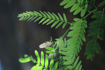 Tamarind Plant leaves background image for wallpaper