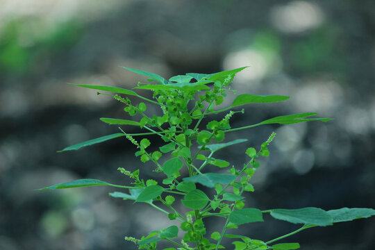 Acalypha Indica Is An Herbaceous Annual Plant