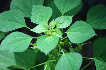 Acalypha indica is an herbaceous annual plant