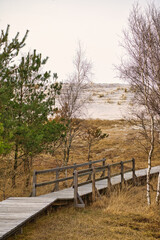 Fototapeta premium Hiking trail over a wooden footbridge to the high dune on the darss. National Park