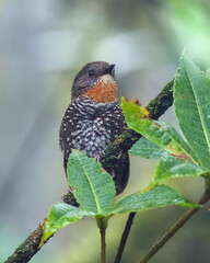 Mishmi wren-babbler (Spelaeornis badeigularis) or Rusty-throated wren-babbler observed in Mishmi hills in Arunachal Pradesh in India
