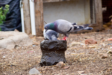 Fototapeta premium A beautiful pigeon sitting to drink water.