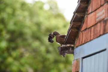 Female blackbird collecting items to make a nest in a garden