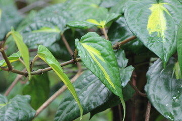 betel (Piper betle) is a vine of the family Piperaceae, which includes pepper and kava - obrazy, fototapety, plakaty