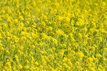 Japanese yellow bright 