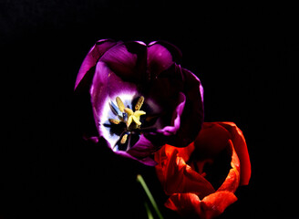 Rozkwitnięty tulipan fiolet - obrazy, fototapety, plakaty