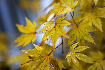 érable du Japon - Feuilles d'automne