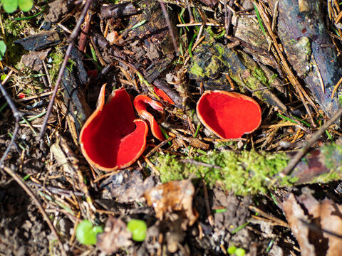 Red Mushroom Scarlet Elf Cup. Sarcoscypha Coccinea. Scarlet Cup, Fungus In Family Sarcoscyphaceae, Order Pezizales, Helvella Coccinea. Saucer Cup Shaped