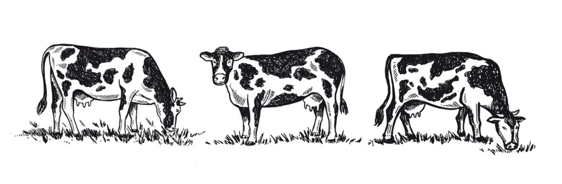 Cows chew grass set, hand drawn illustrations.	
