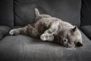 Cute British short hair cat lies on a grey couch with her eyes closed, a back leg up in the air and her front paws together in a house in Edinburgh, Scotland, UK