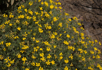 Flora of Gran Canaria - Lotus spartioides, endemic to the island, natural macro floral background 